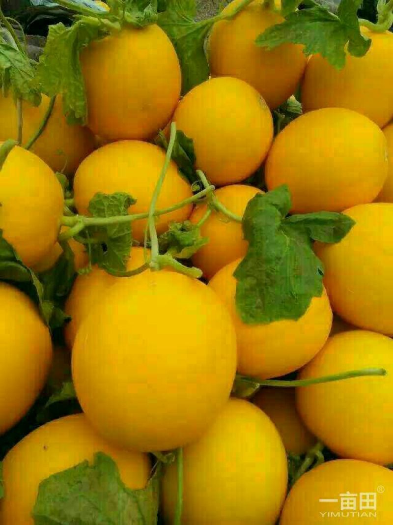 瑞红香瓜2斤以上，大量现货