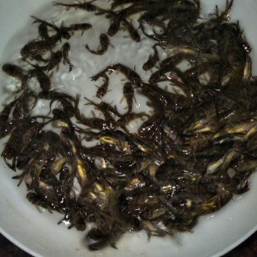 黄颡鱼苗/黄骨鱼/黄辣丁