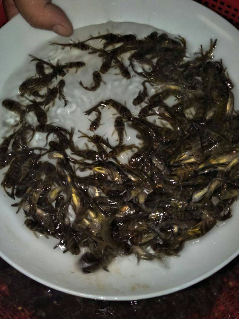 黄颡鱼苗/黄骨鱼/黄辣丁