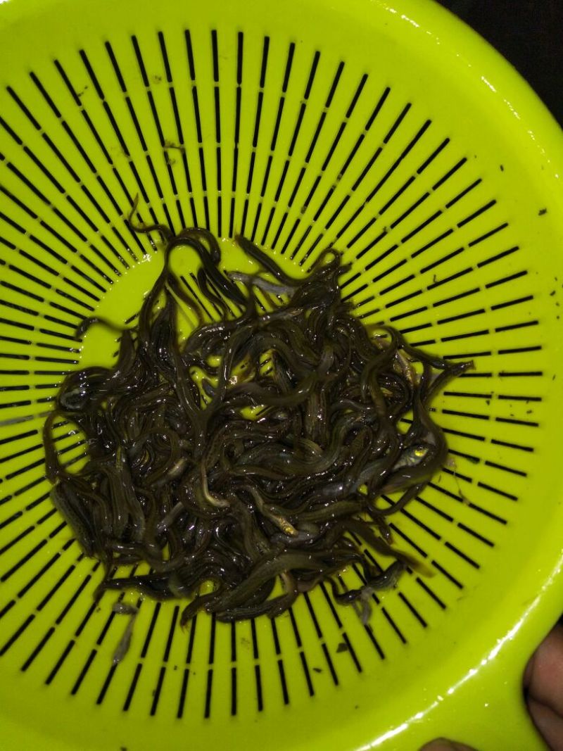 黄颡鱼苗/黄骨鱼/黄辣丁