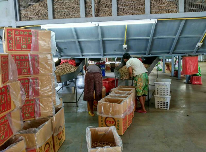 桂圆大桂圆干8A优质龙眼干莆田特产大桂圆肉20斤整箱批发