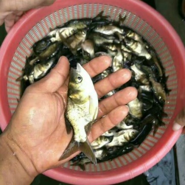 花鲢鱼苗/又叫苏骨大头鱼苗