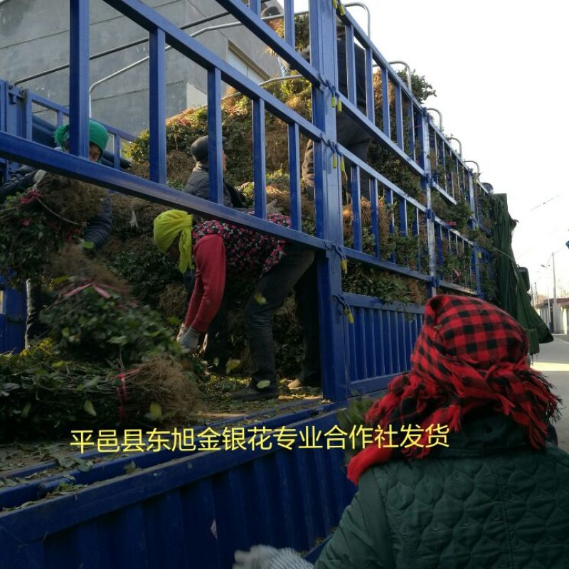 盆景型树形金银花苗四季金银花苗当年开花包成活包技术