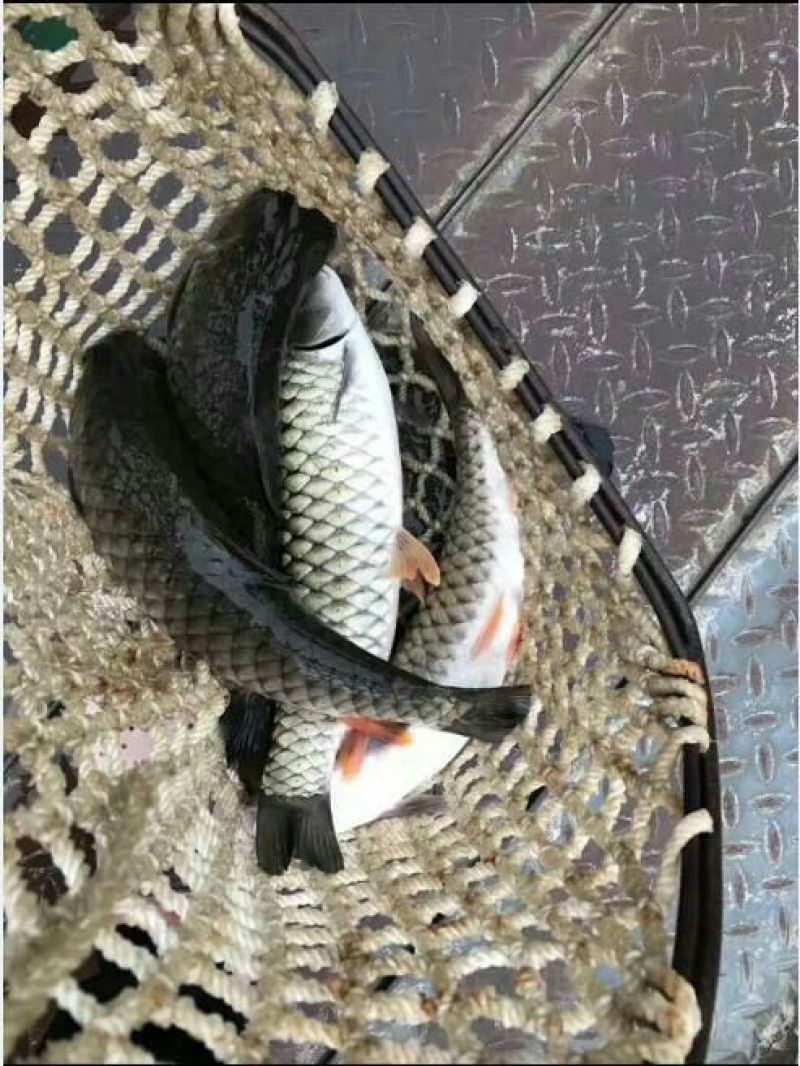 军鱼苗