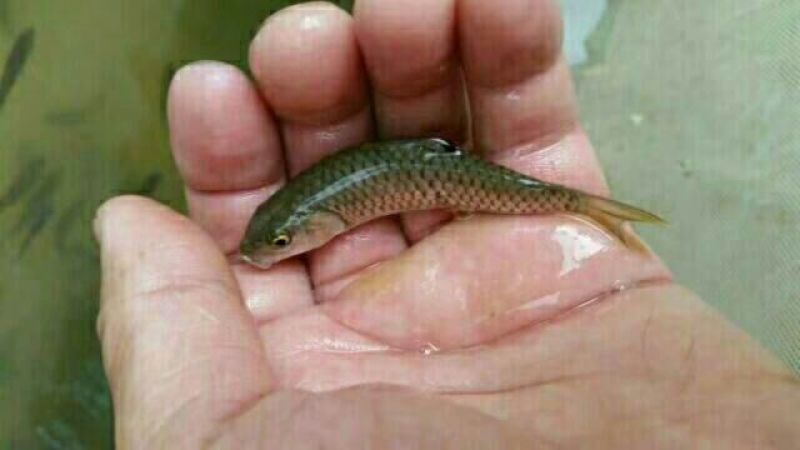 军鱼苗