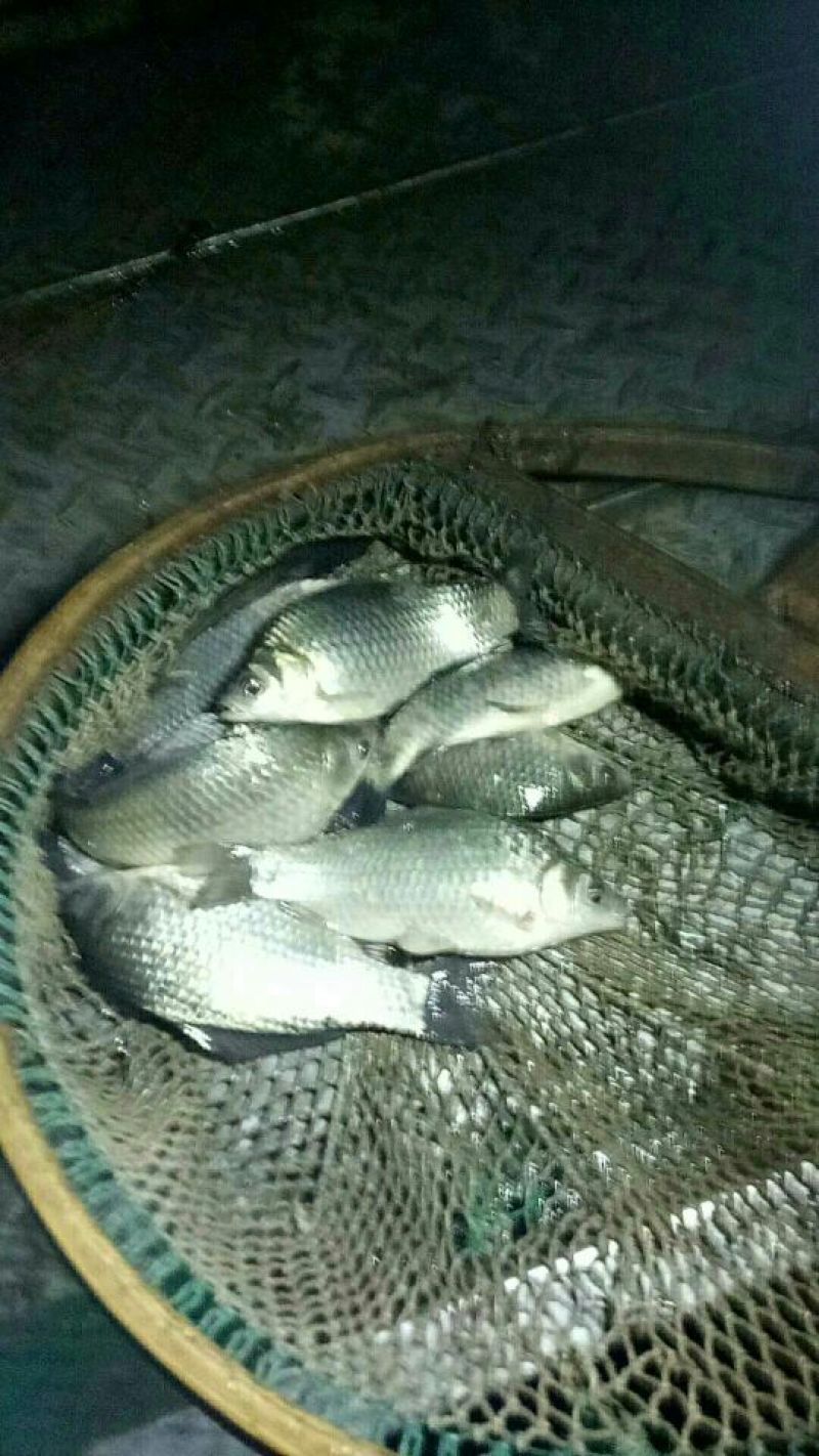 黑鱼1斤以下