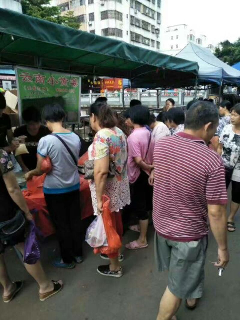 云南小黄姜干姜块现场打粉模式专用配广告