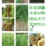 知母苗