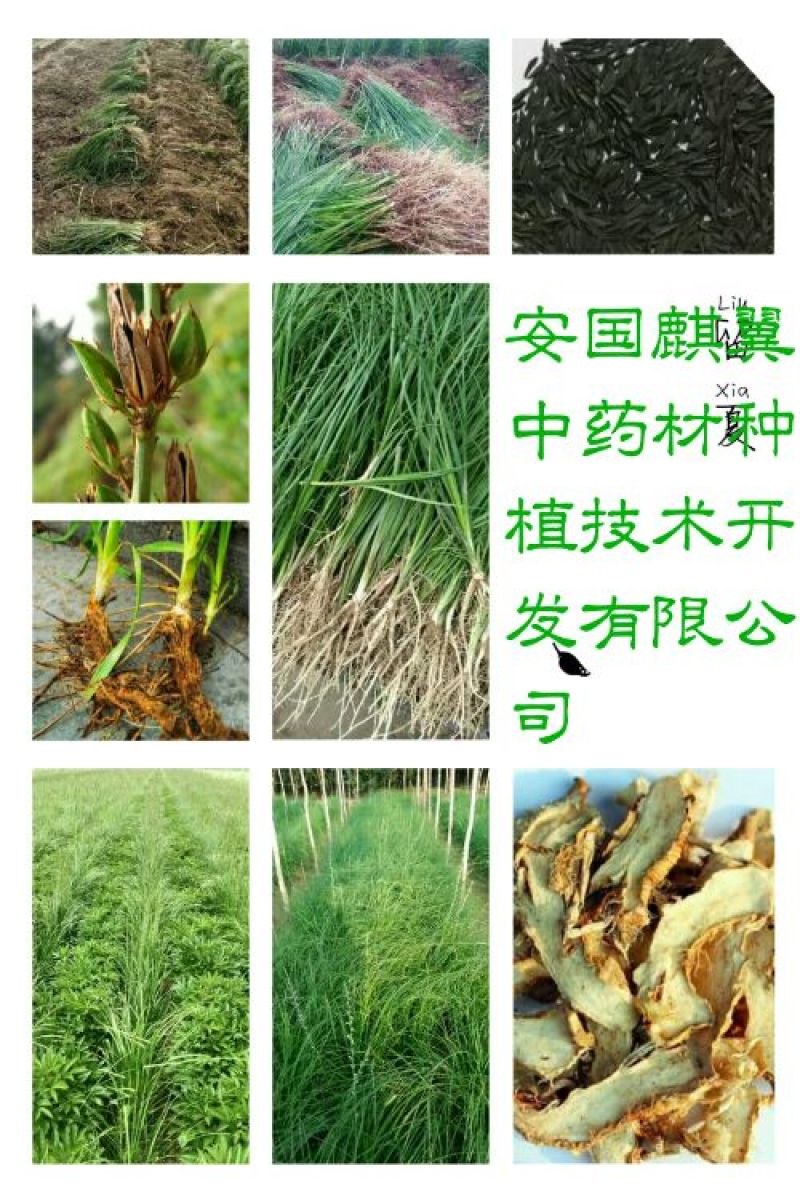 知母苗