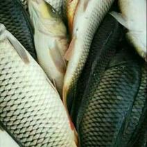 河鲤鱼食用0.5~5斤