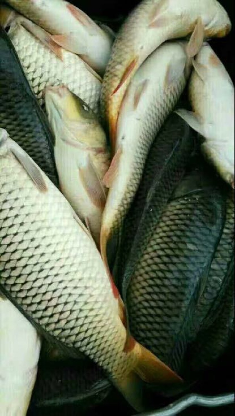 河鲤鱼食用0.5~5斤