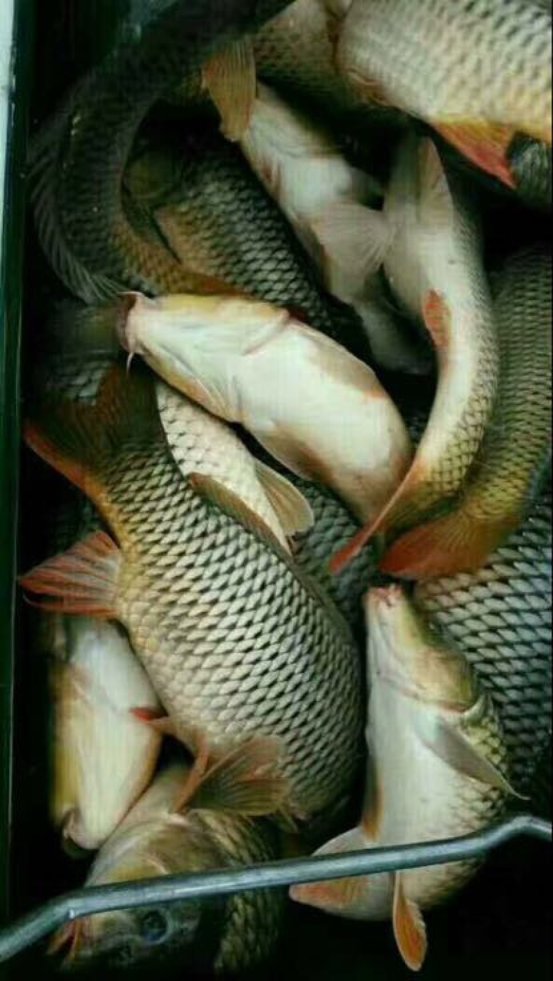河鲤鱼食用0.5~5斤