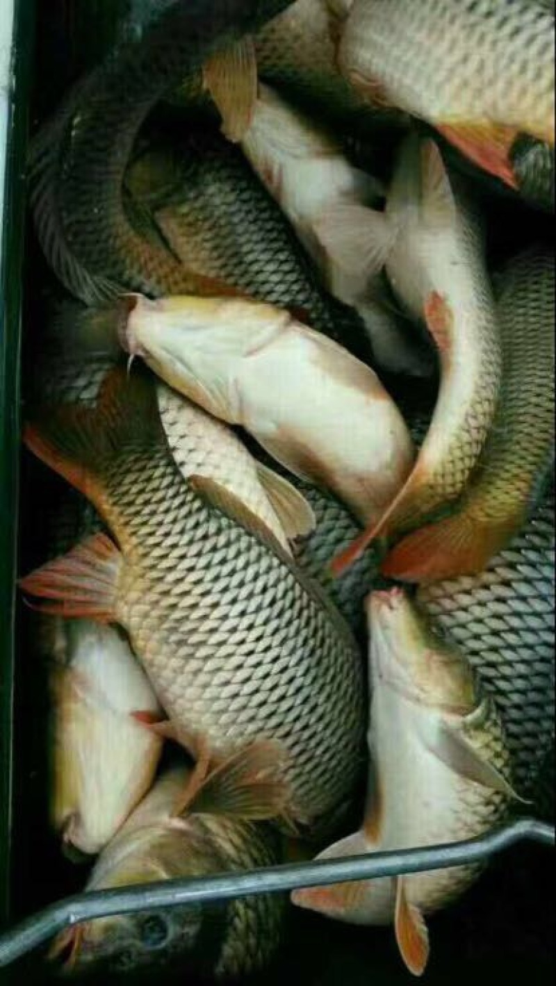 河鲤鱼食用0.5~5斤