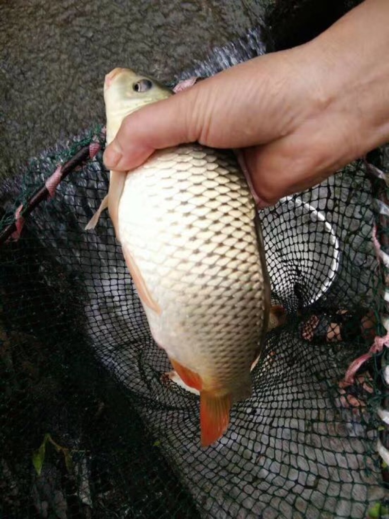河鲤鱼食用0.5~5斤