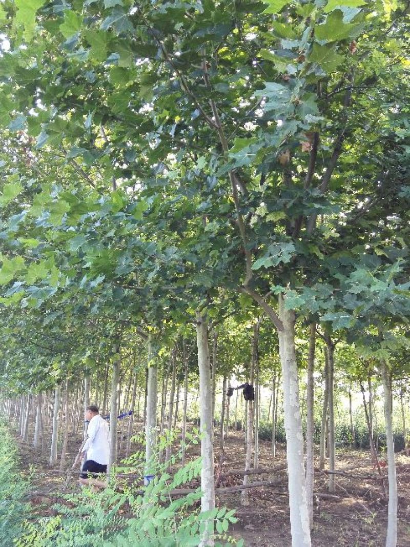 法桐：根系发达质量有保证价格合理可以实地考察支持线上