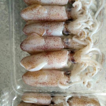 鱿鱼精品鱿鱼仔