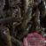 虾苗、虾种、人工养殖、