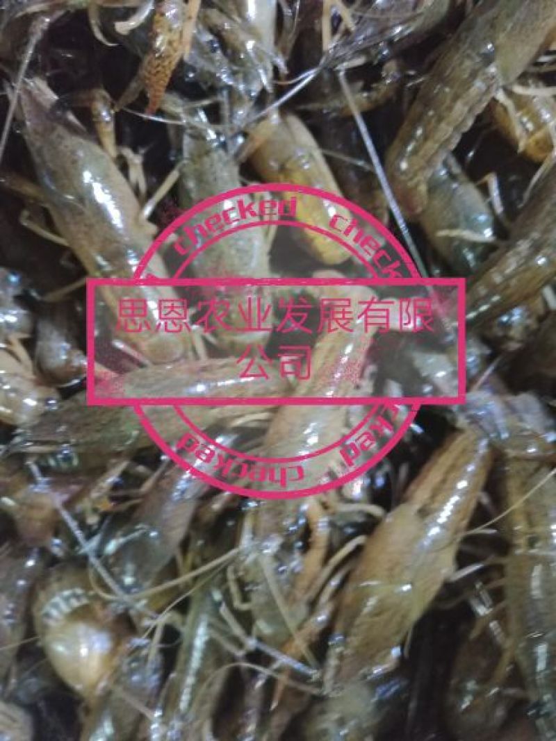 虾苗、虾种、人工养殖、