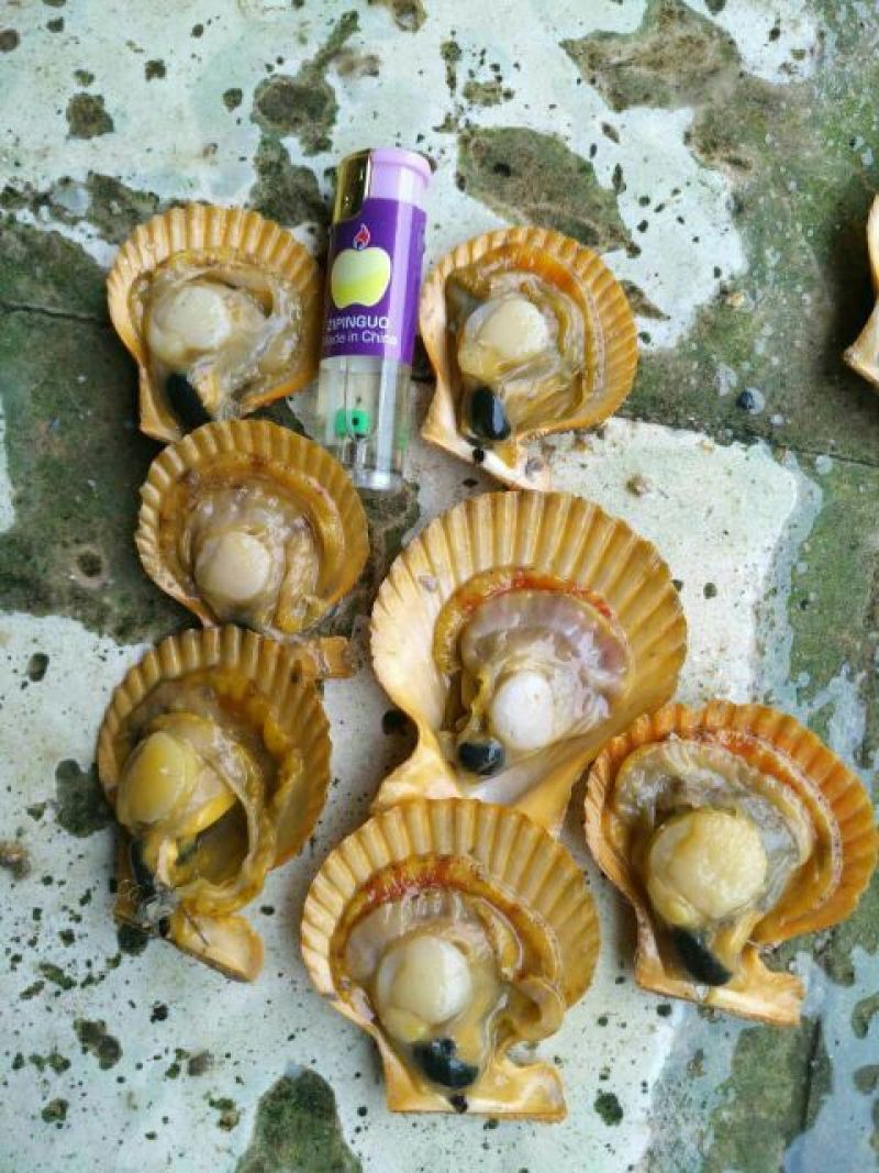 扇贝食用鲜活一斤10只