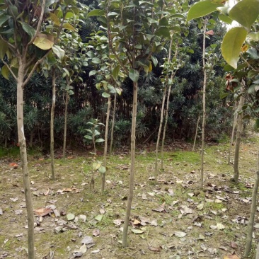 茶花树100~140cm