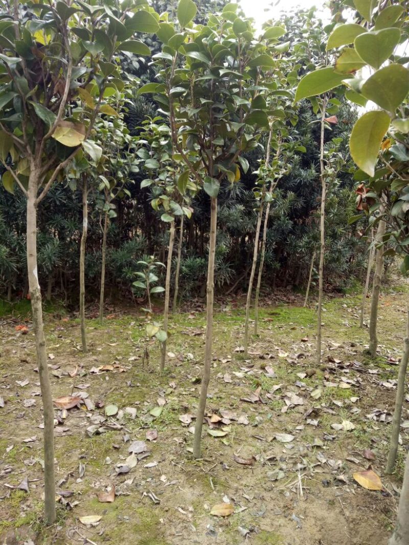 茶花树100~140cm