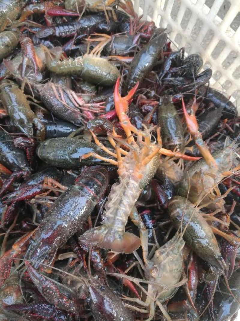 [推荐]精品潜江清水小龙虾纯青活虾，一手货源，运输死包赔