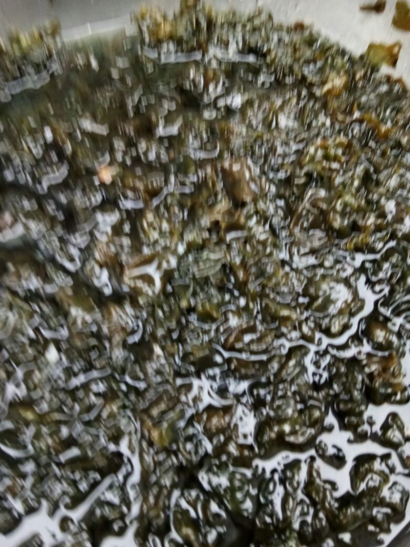地皮菜特级免洗鲜地皮菜
