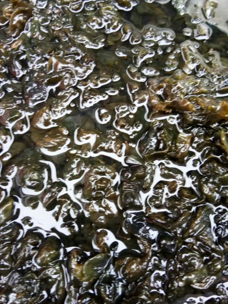 地皮菜特级免洗鲜地皮菜
