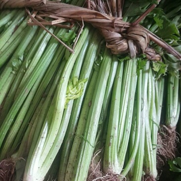 西芹50cm以上