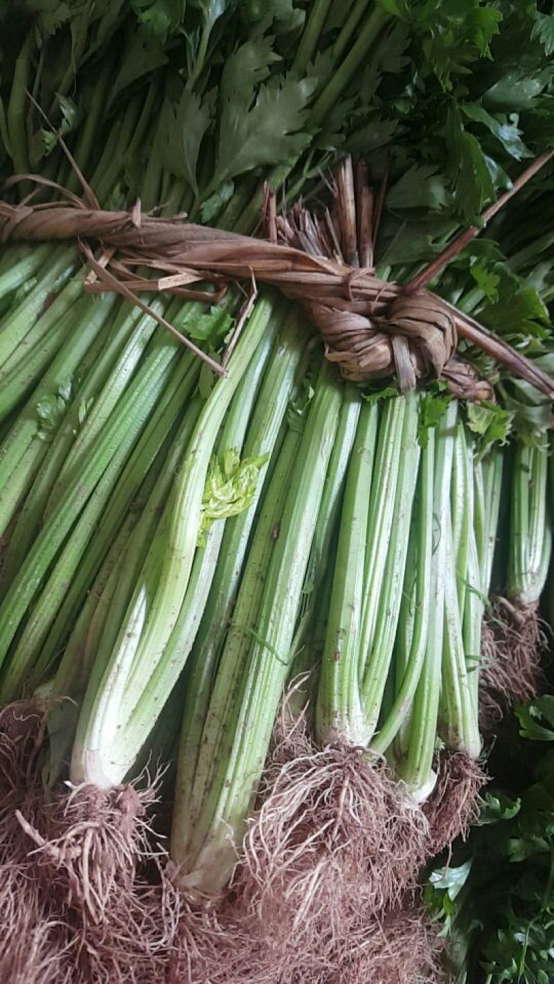 西芹50cm以上