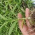 三叉白芨鲜货选货