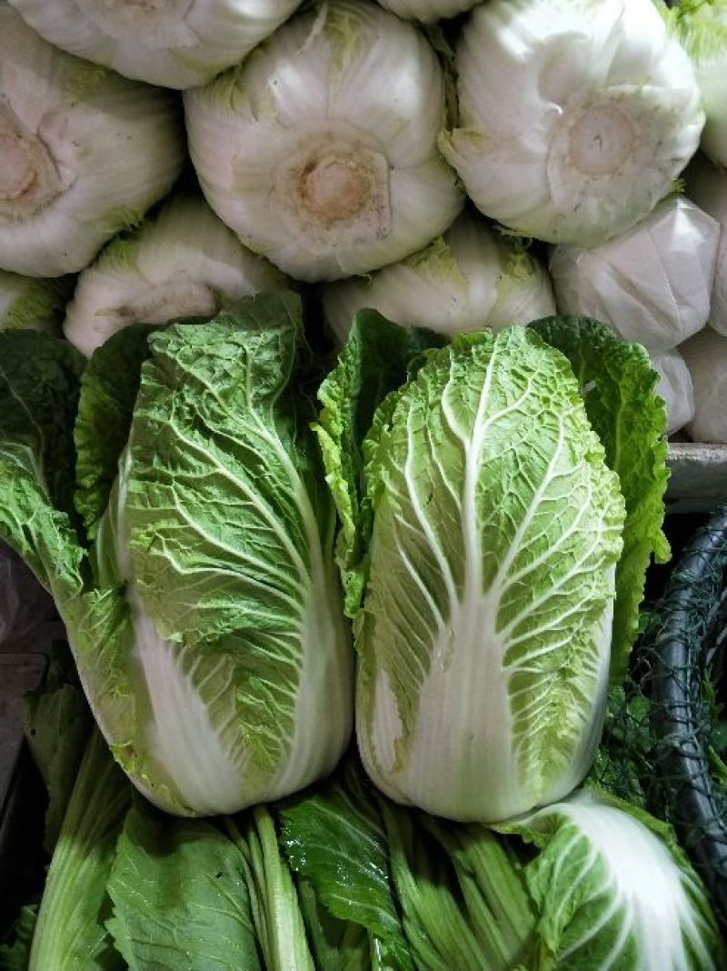 黄心白菜，净菜，4~6斤，品质好，耐运输