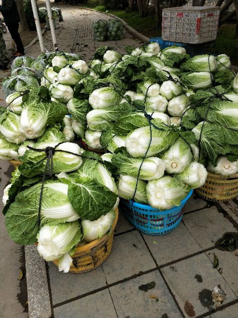 黄心白菜，净菜，4~6斤，品质好，耐运输