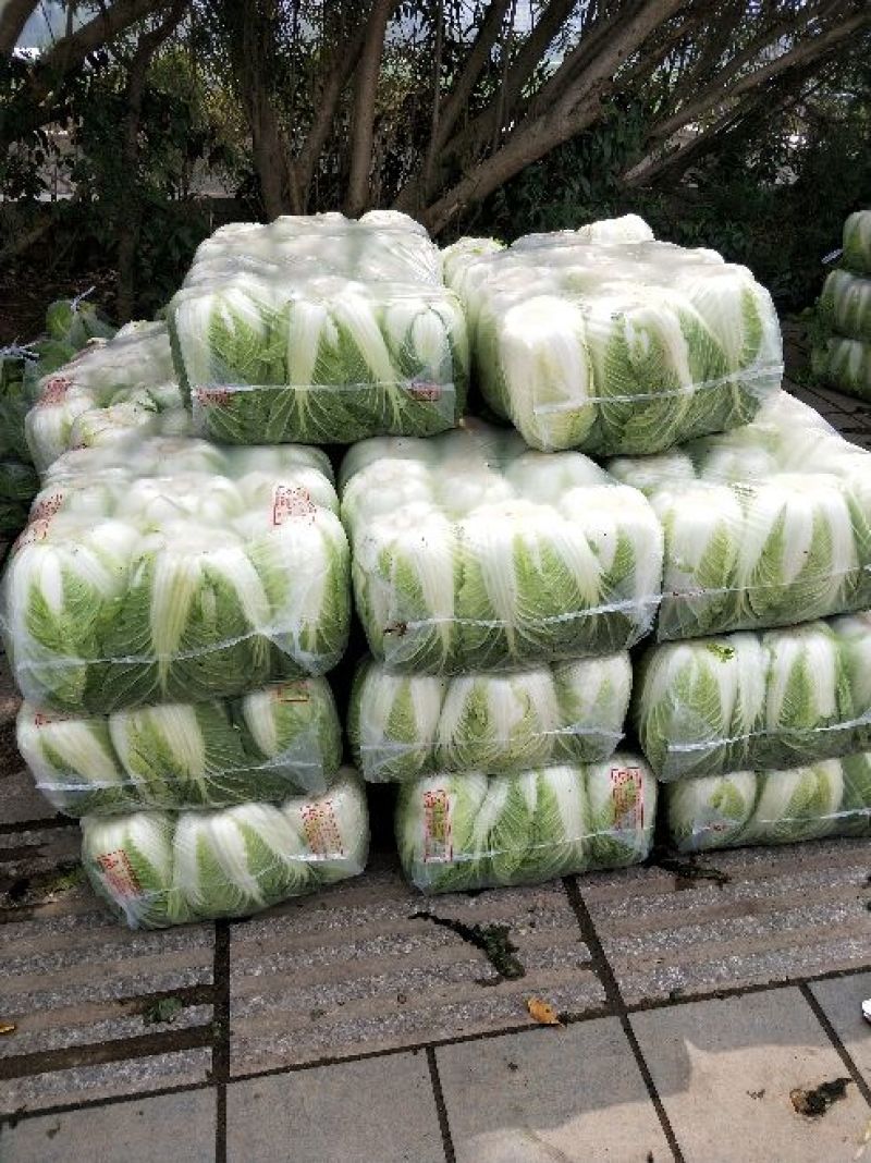 黄心白菜，净菜，4~6斤，品质好，耐运输