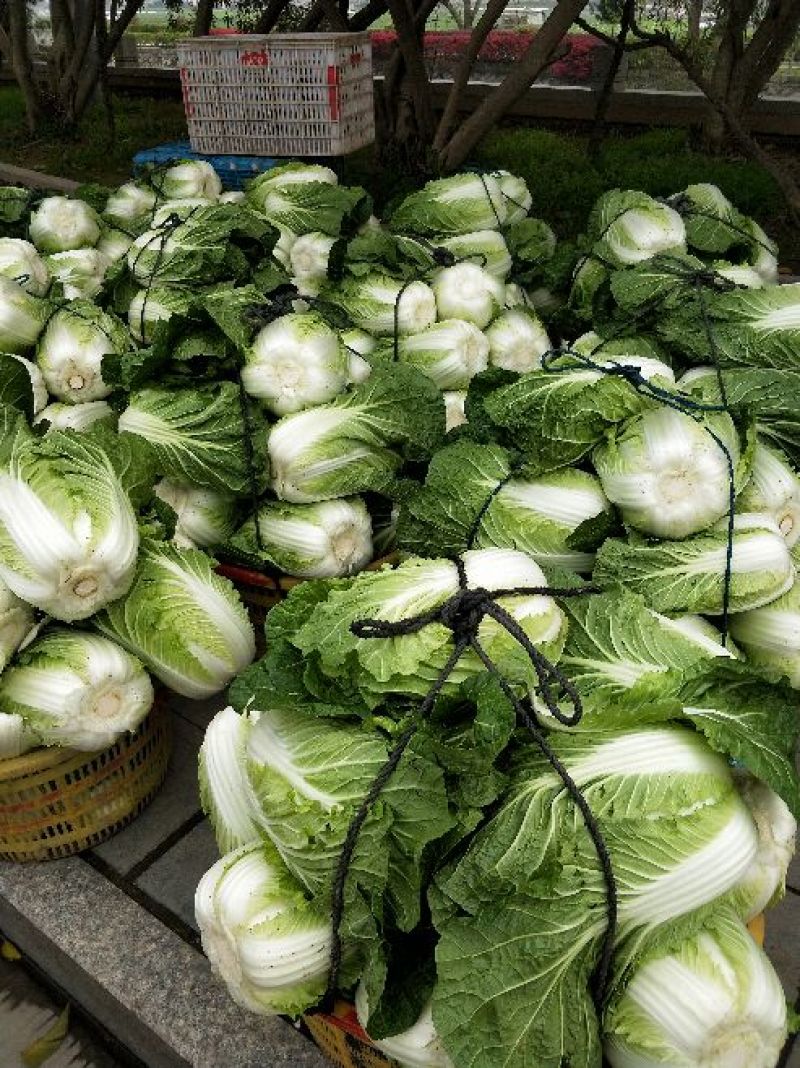 黄心白菜，净菜，4~6斤，品质好，耐运输