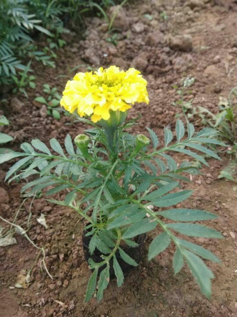 万寿菊盆花