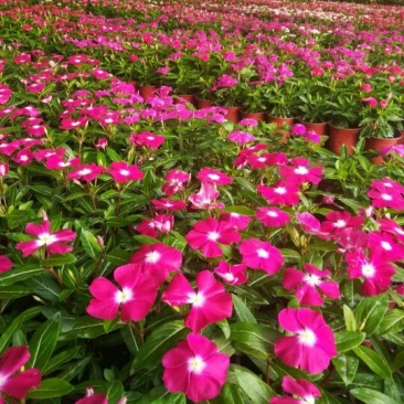 长春花