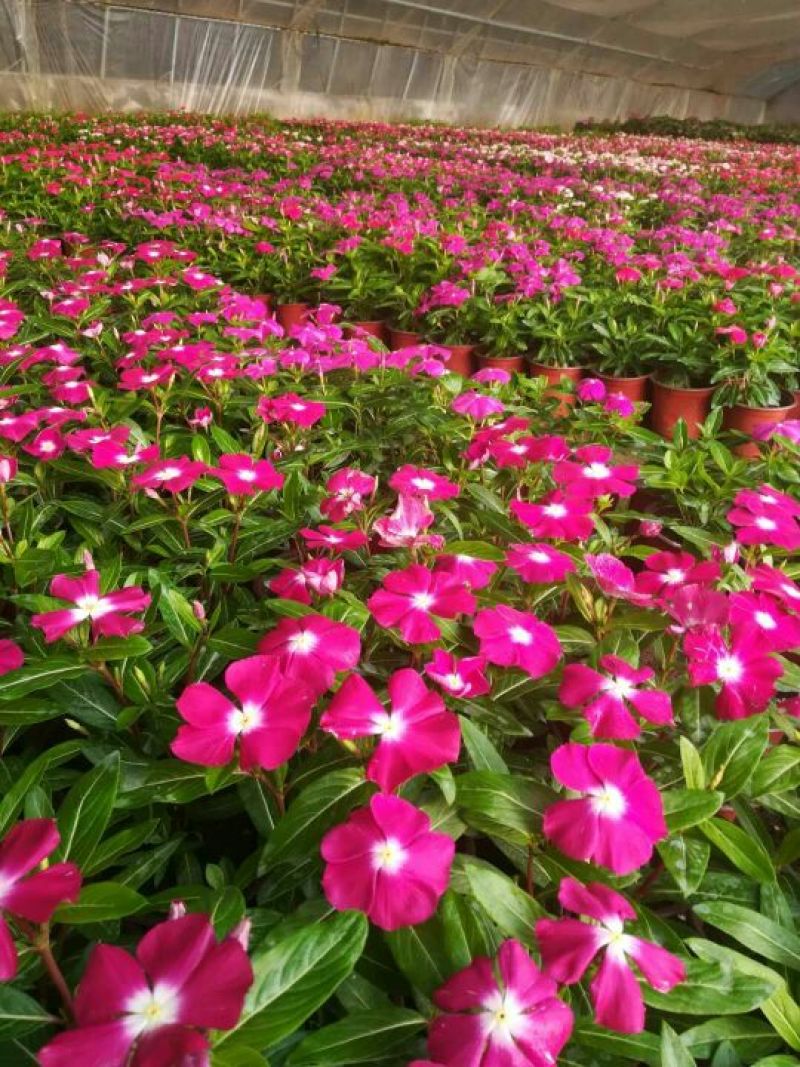 长春花