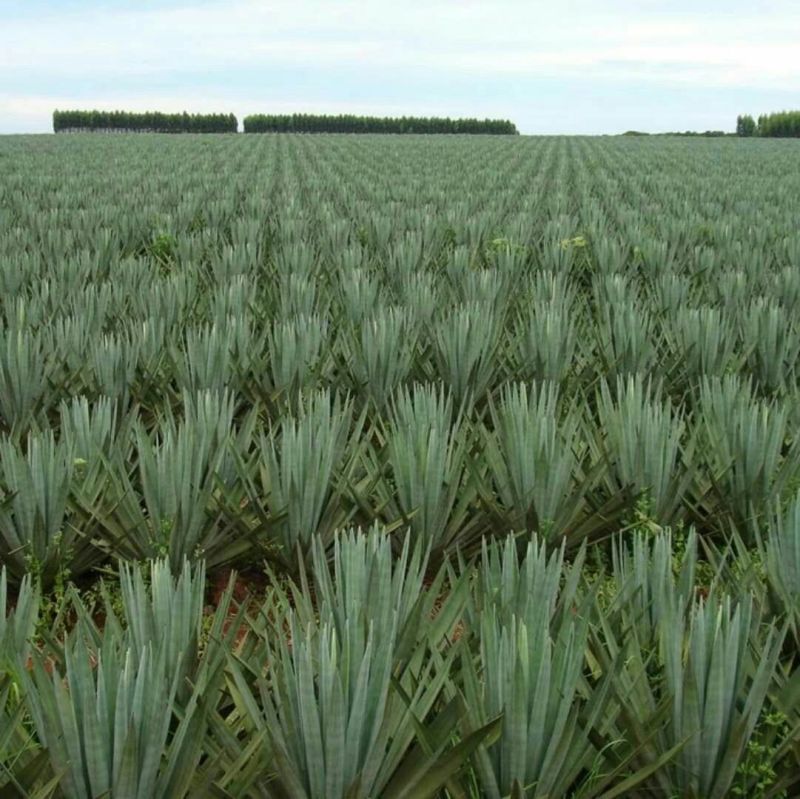 剑麻苗剑麻小苗又名丝兰凤尾兰庭院别墅植物绿化工程苗