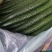春秋黄瓜25公分以上干花带刺