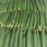 春秋黄瓜25公分以上干花带刺