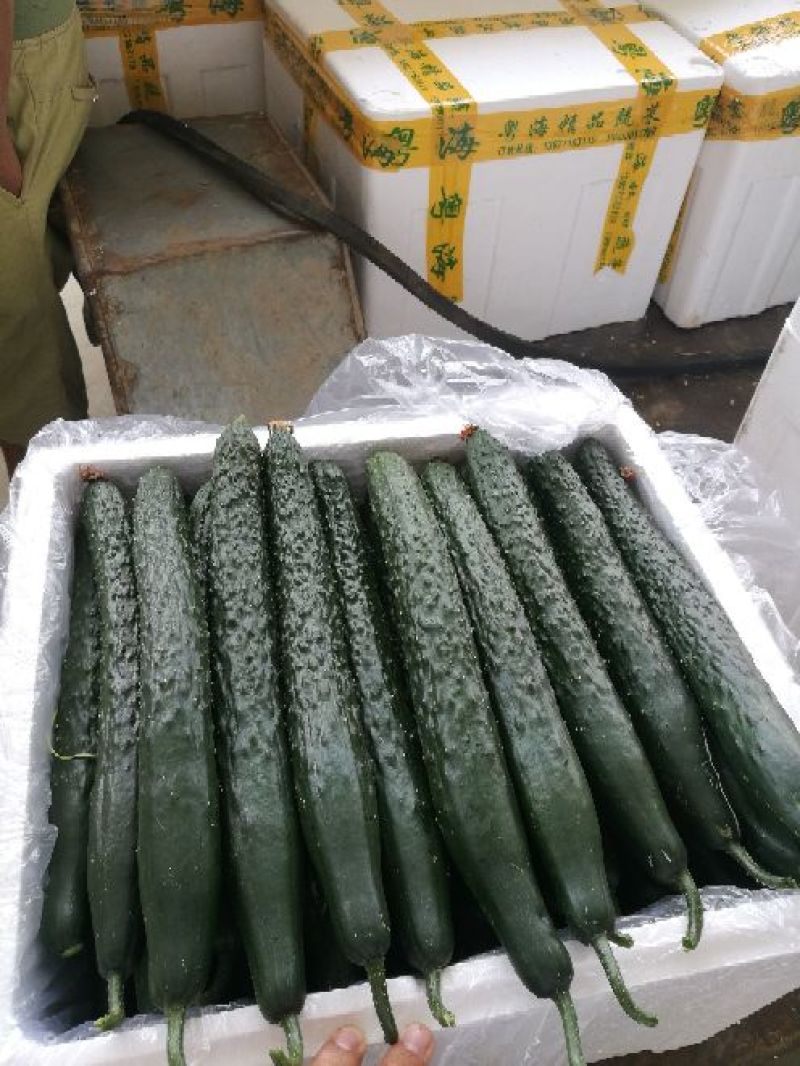 春秋黄瓜25公分以上干花带刺
