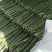 春秋黄瓜25公分以上干花带刺