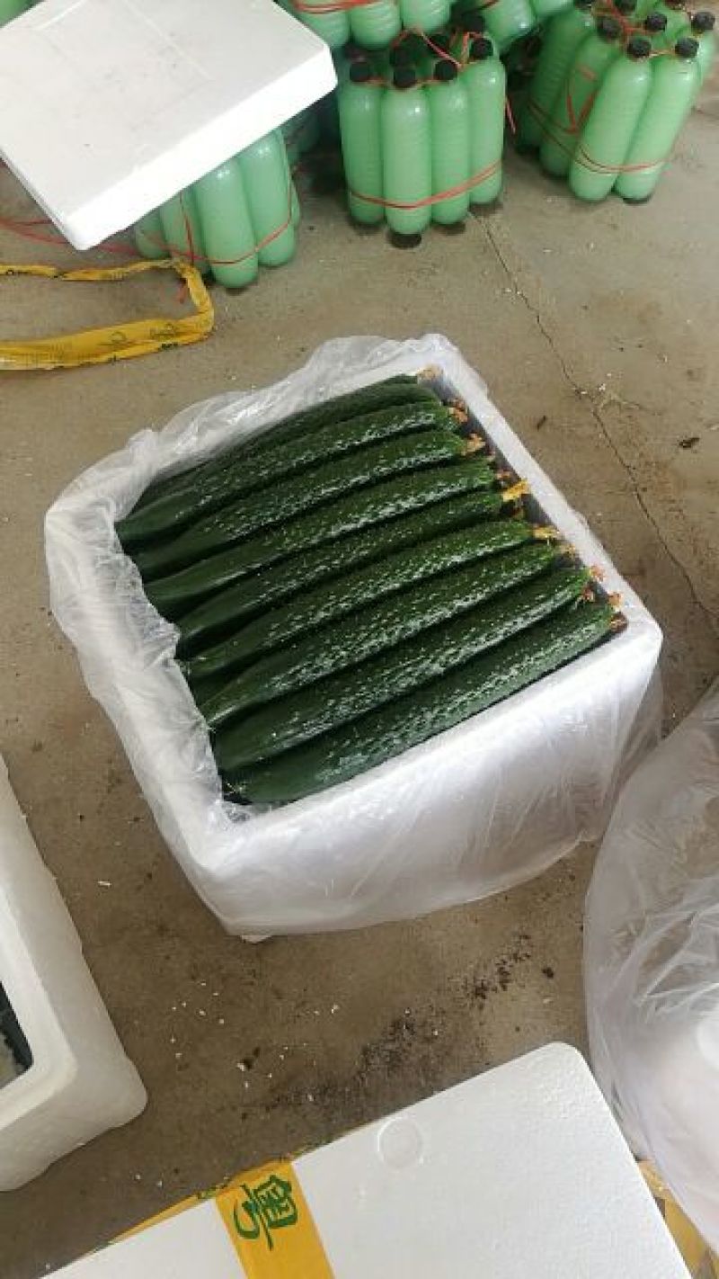 春秋黄瓜25公分以上干花带刺