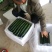 春秋黄瓜25公分以上干花带刺