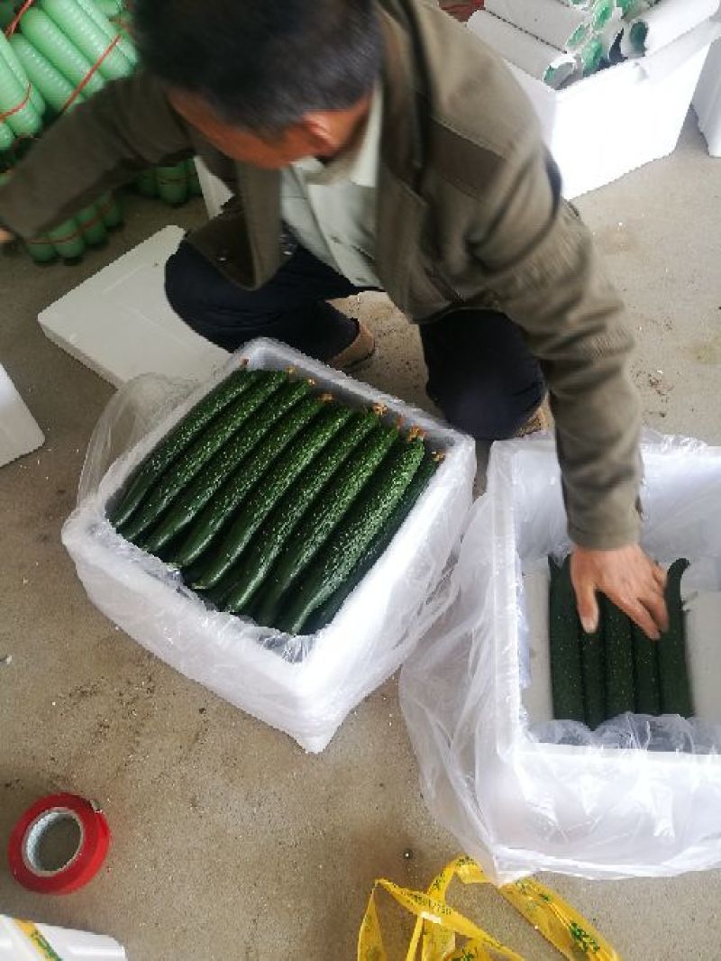 春秋黄瓜25公分以上干花带刺