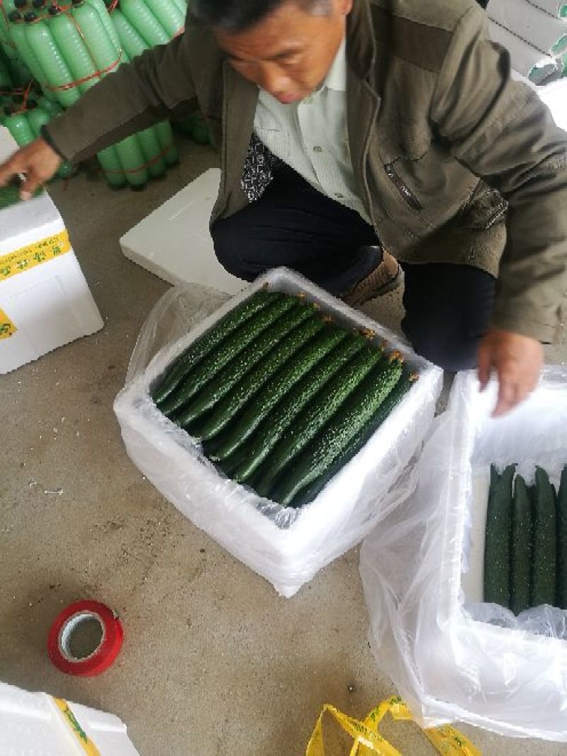 春秋黄瓜25公分以上干花带刺