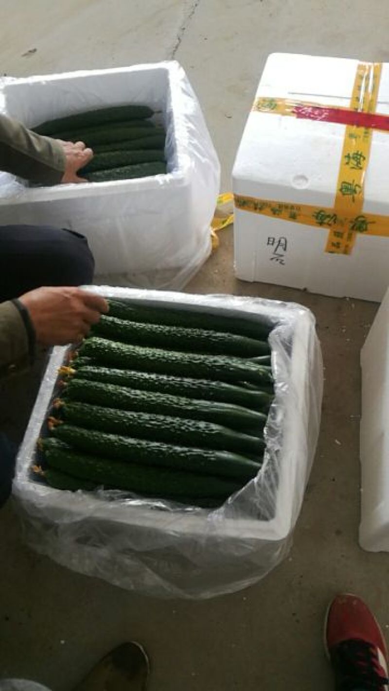 春秋黄瓜25公分以上干花带刺
