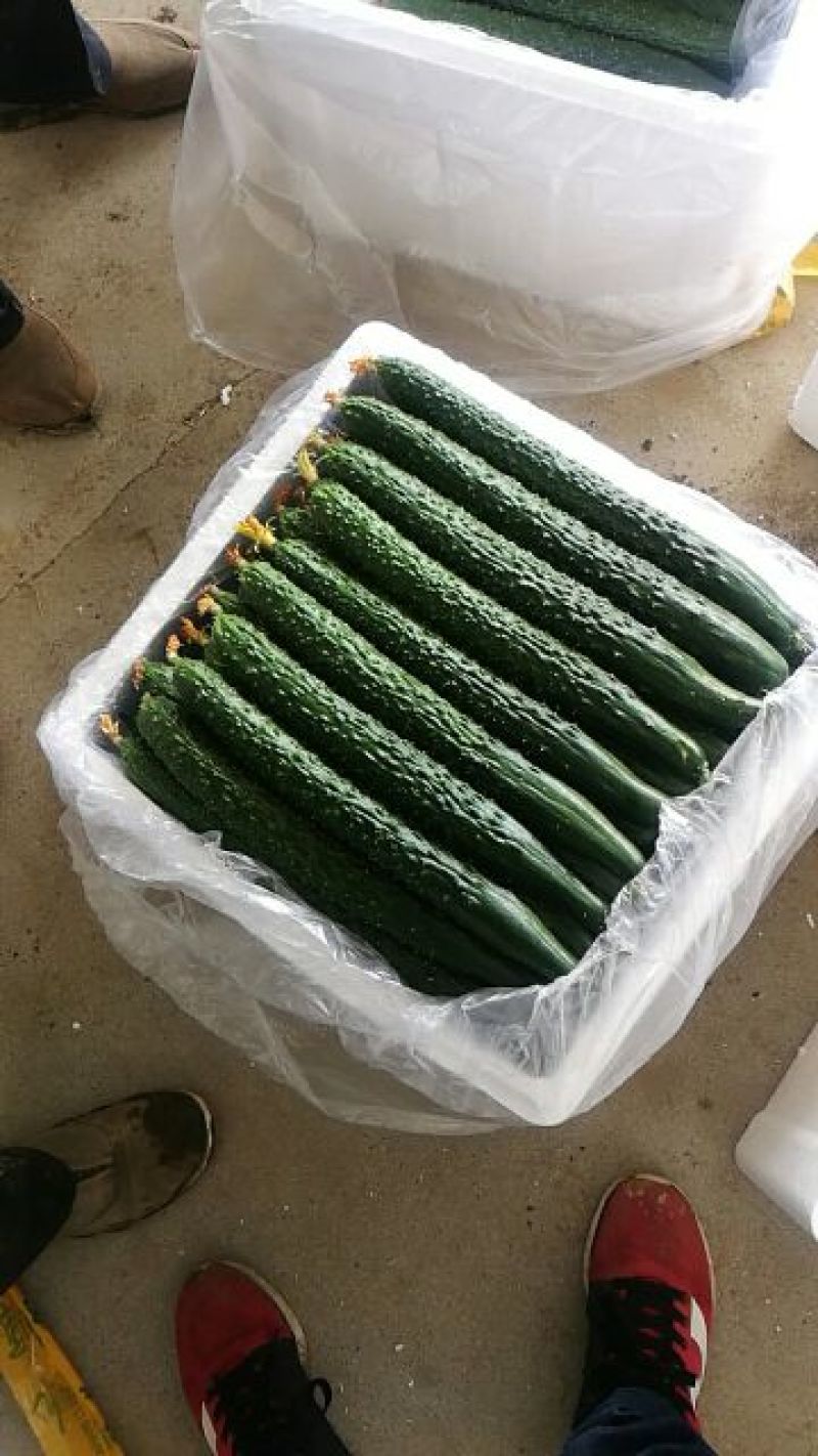 春秋黄瓜25公分以上干花带刺