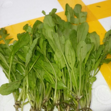 新鲜荠菜大量上市中，现采现发，保质保量！需要的老板联系…